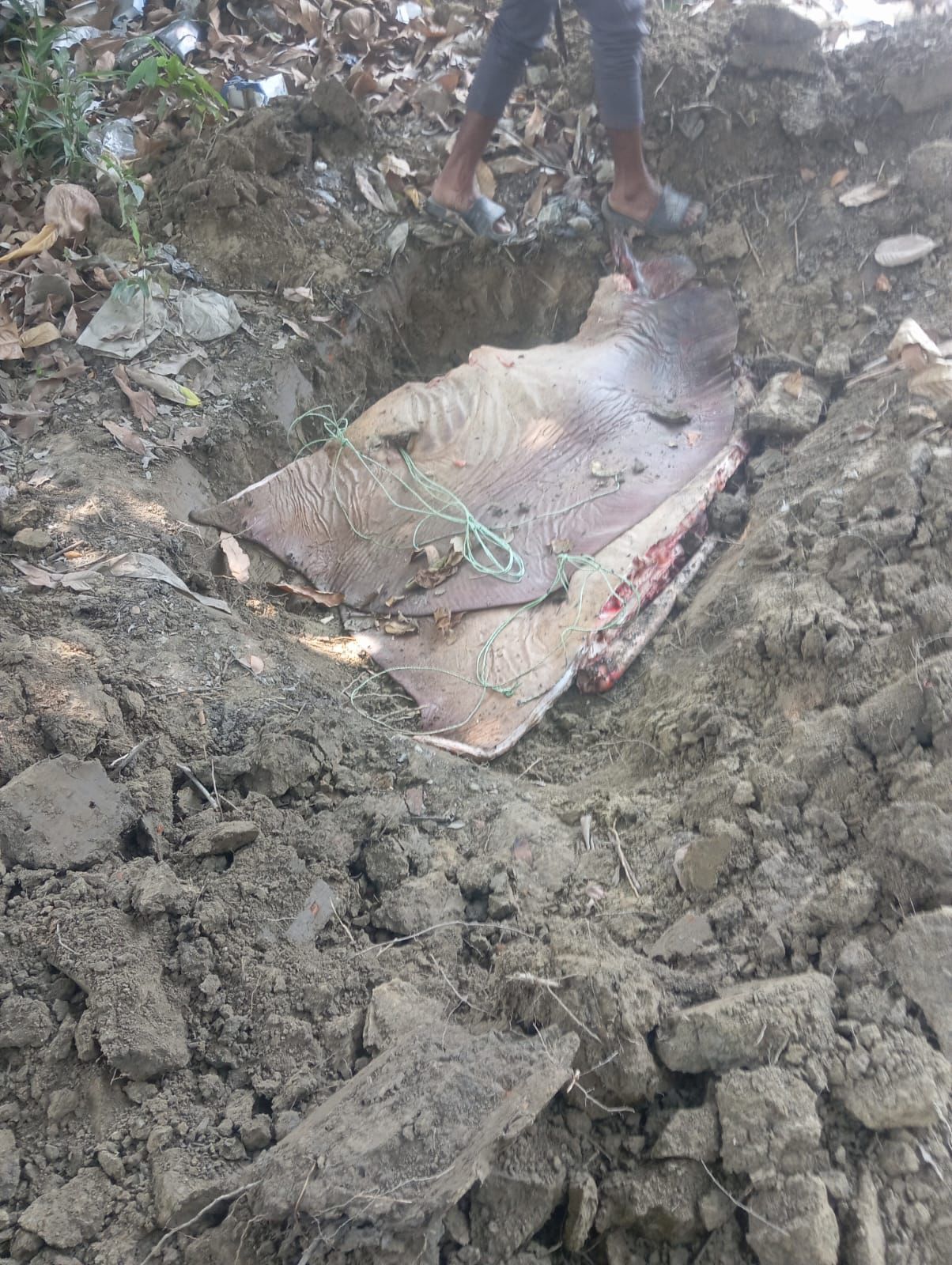 ১১৩ কেজির শাপলাপাতা মাছ জব্দ, অতঃপর মাটিচাপা