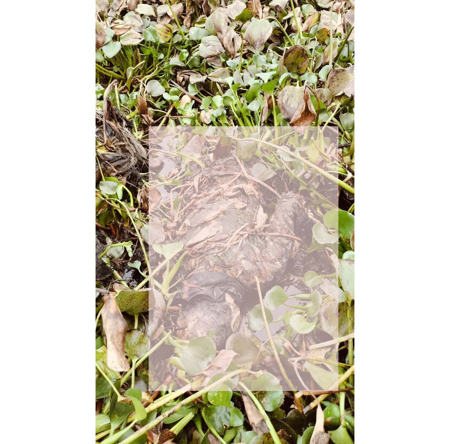 পুকুরের কচুরিপানা থেকে অজ্ঞাত ব্যক্তির মরদেহ উদ্ধার