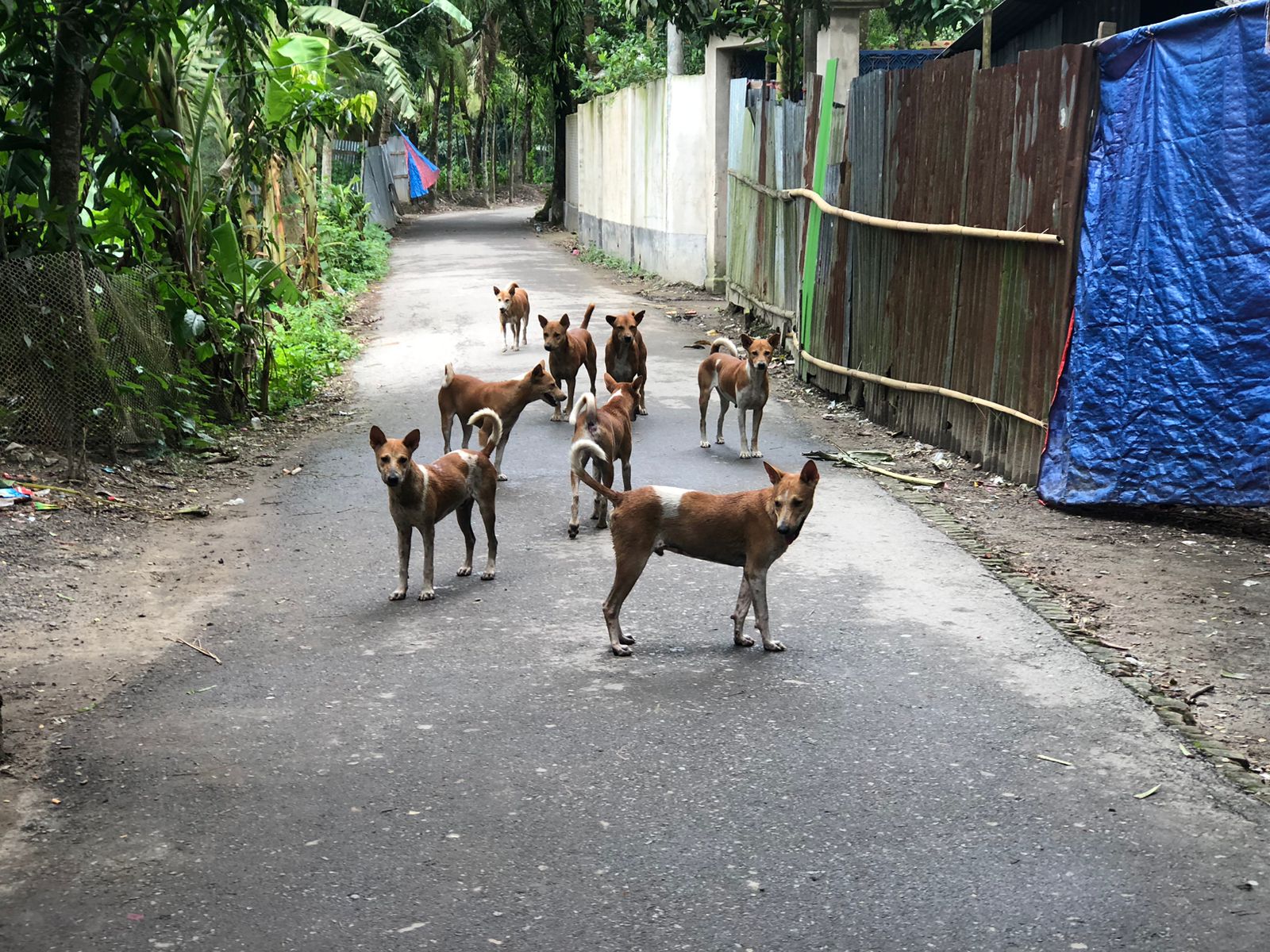 কোম্পানীগঞ্জে পাগলা কুকুরের কামড়ে আহত ১০